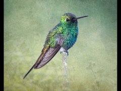 Lynda Haney-Emerald Hummingbird-Highly Commended.jpg